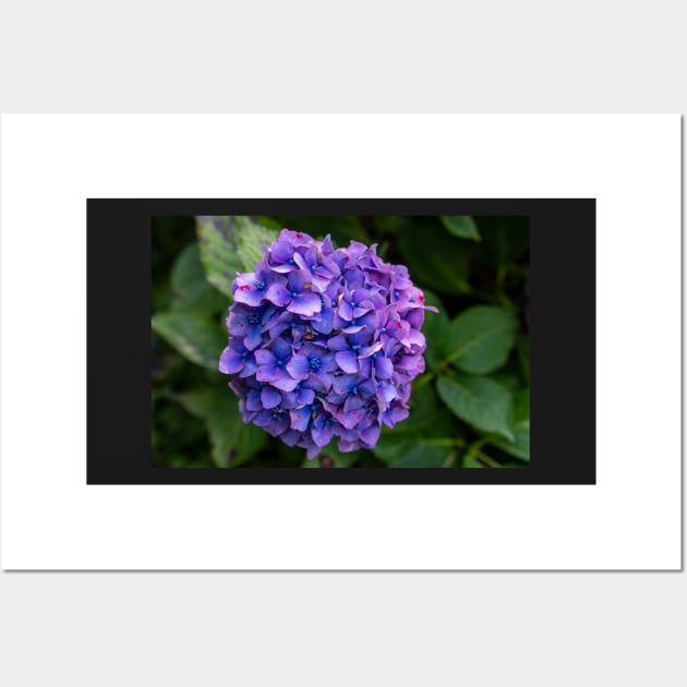 Hydrangea Flower Violet & Blue With Green Foliage Wall Art by Harmony-Mind